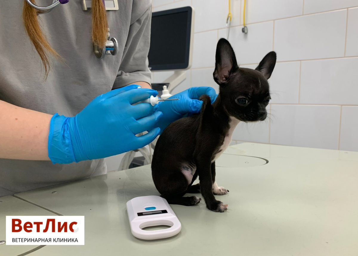 Чипирование щенка в ветеринарной клинике «ВетЛис»