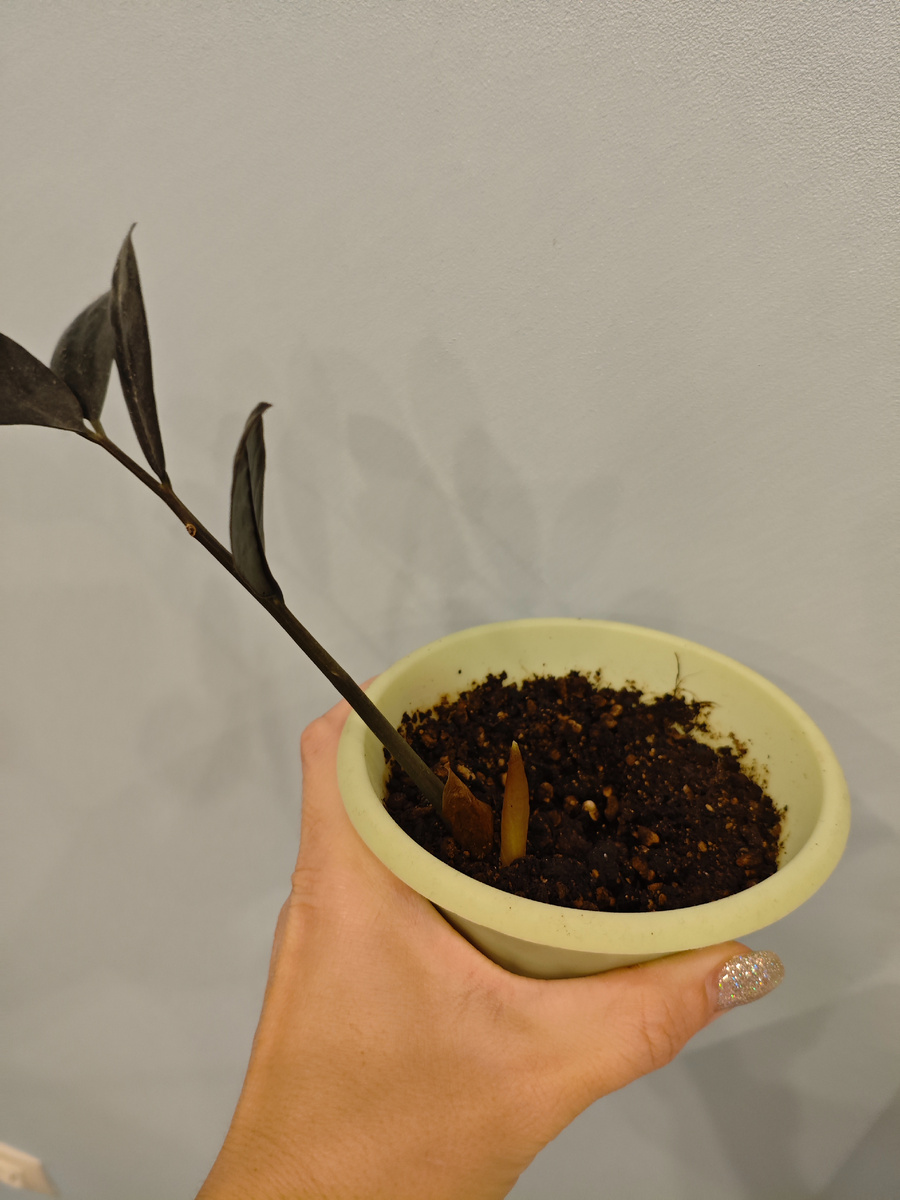 Всё тот же первый