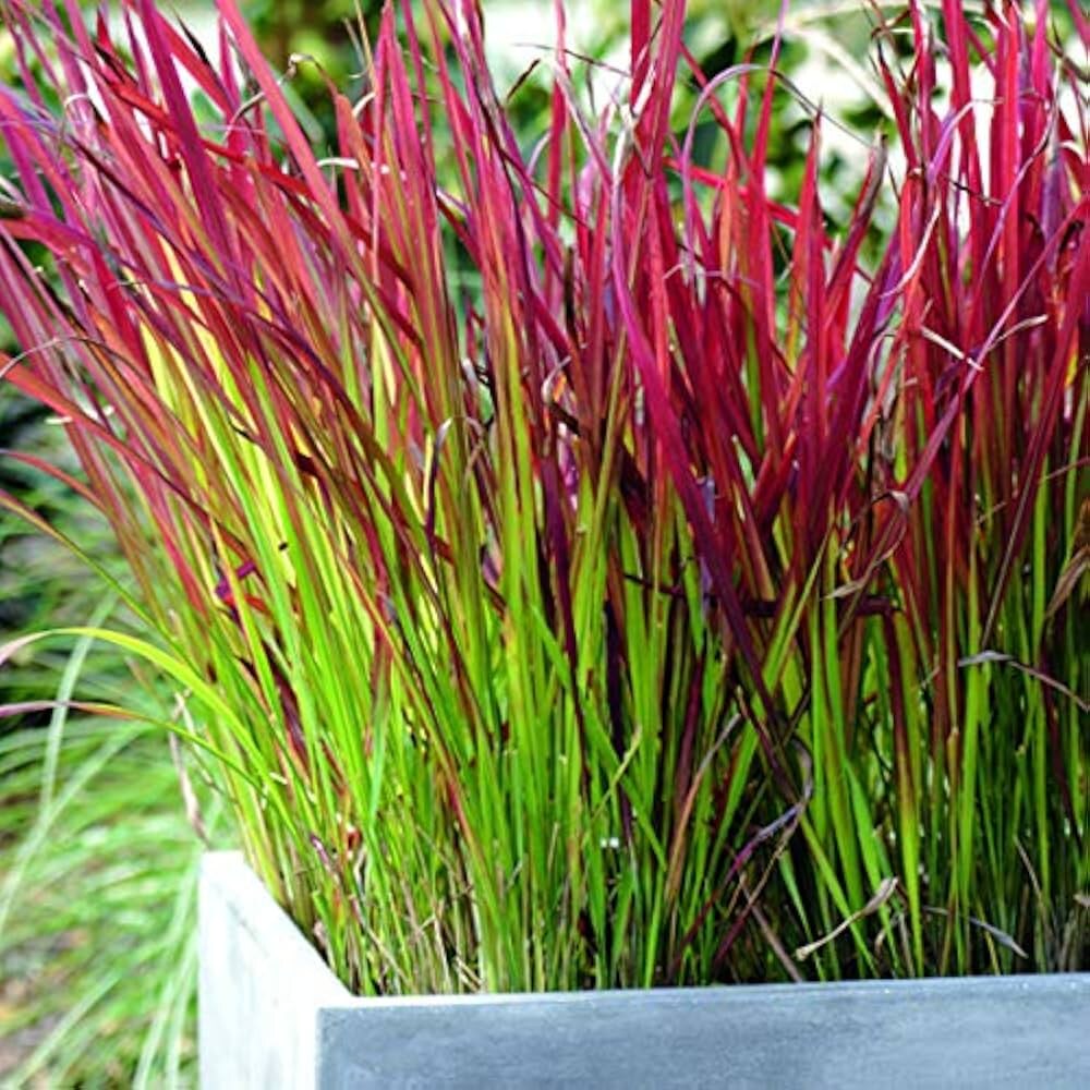 Фото: императа Ред Барон в контейнерном садике