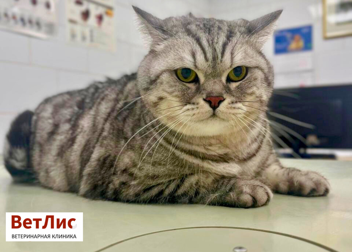 Усатый пациент в ожидании осмотра в ветеринарной клинике «ВетЛис»