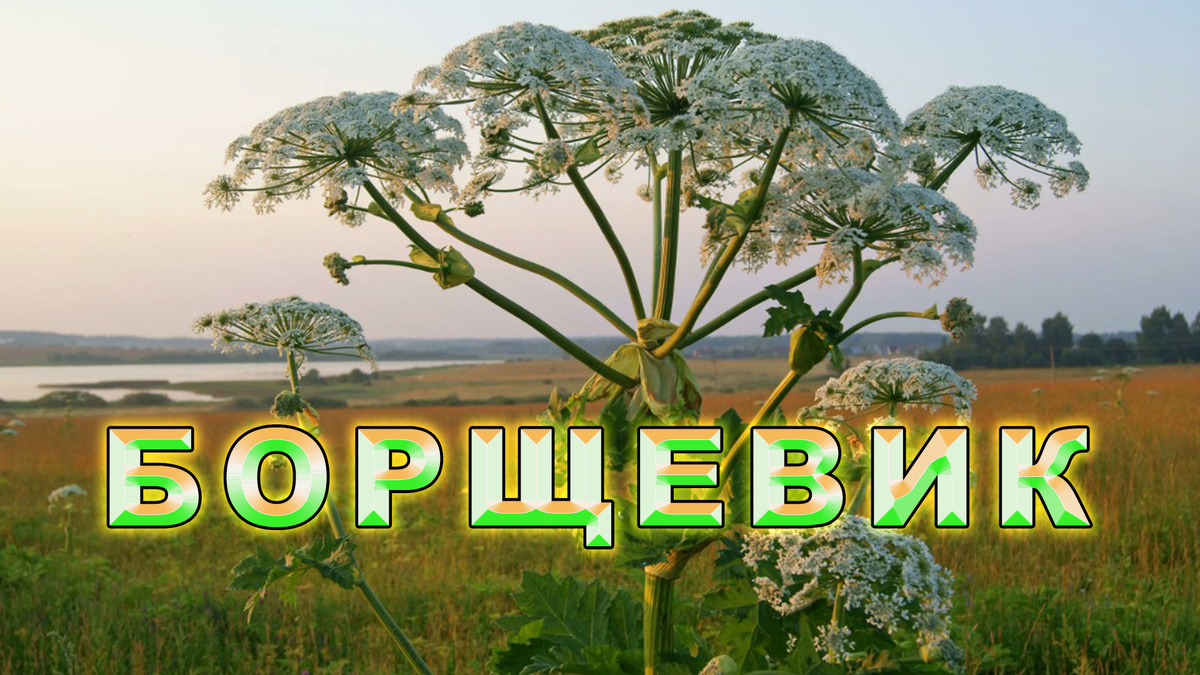 Борщевик, опасное растение.