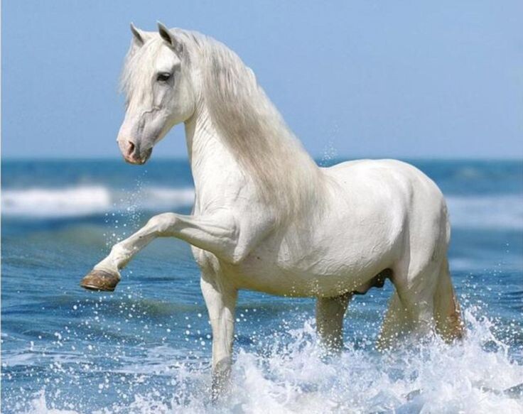 Белый конь