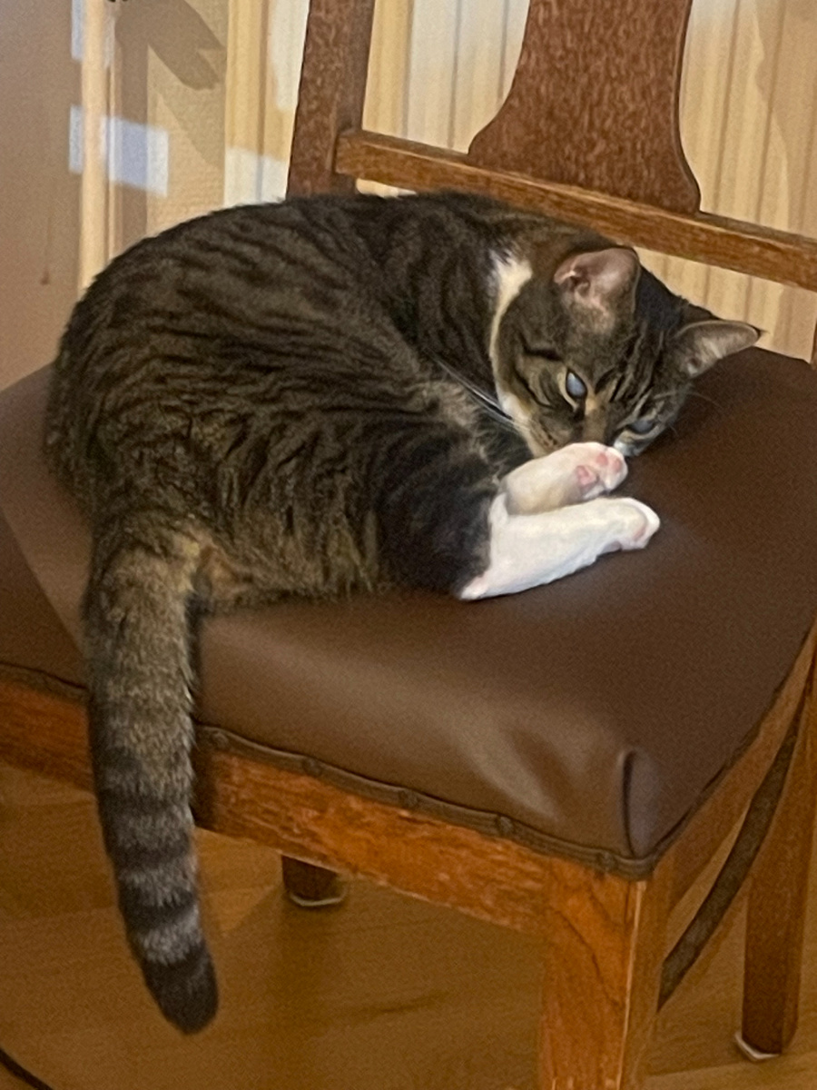 Мой кот на кухне.