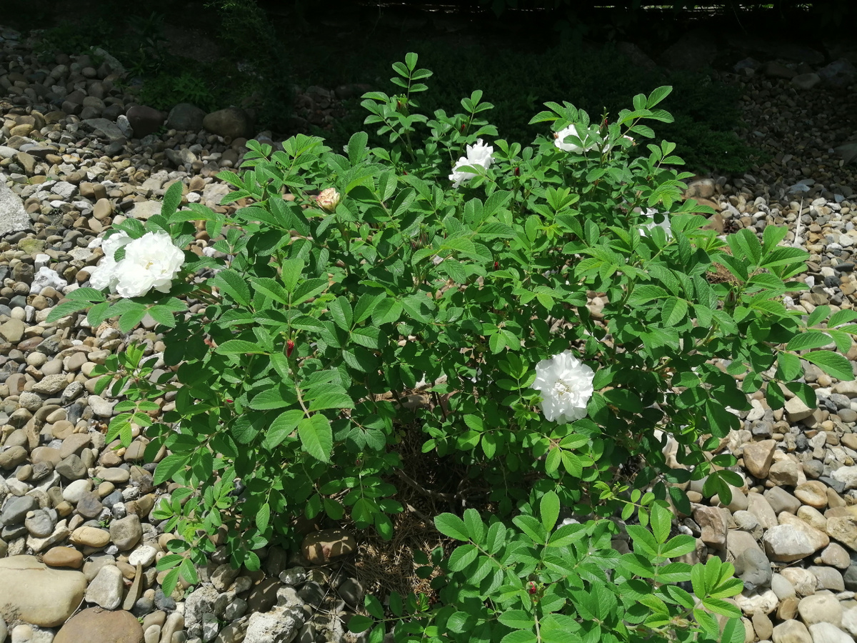 Роза Луиза багнет