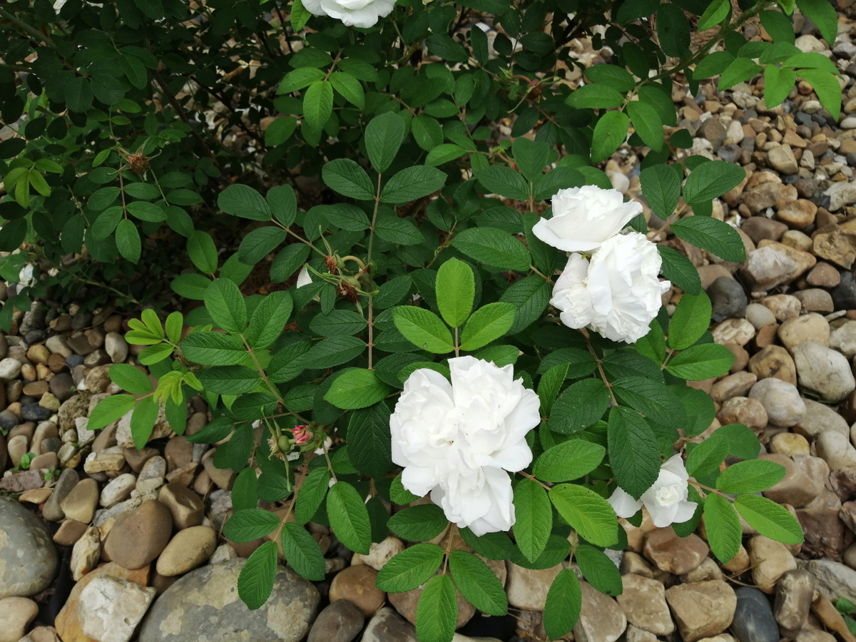 Луиза багнет