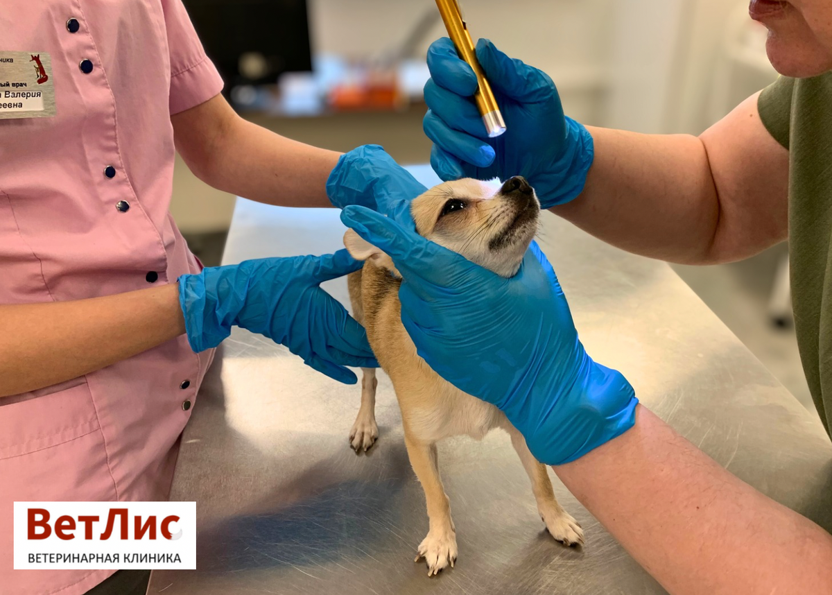 Наш маленький пациент на осмотре у врача-офтальмолога 