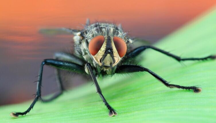    Из жизни насекомых. Почему мухи такие назойливые? Фото: по лицензии CC0 Pxhere.com