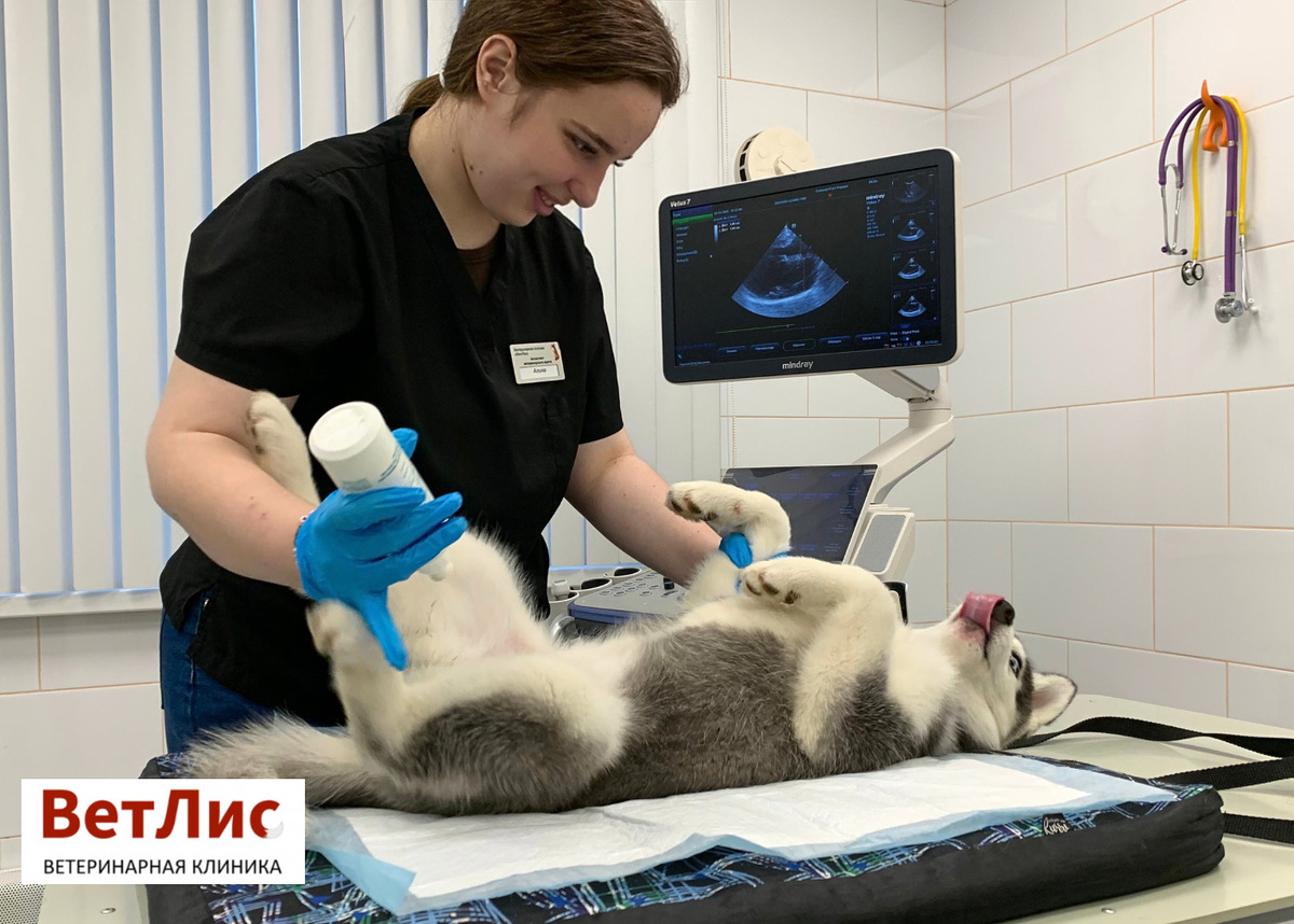 Готовность «номер один» к УЗИ