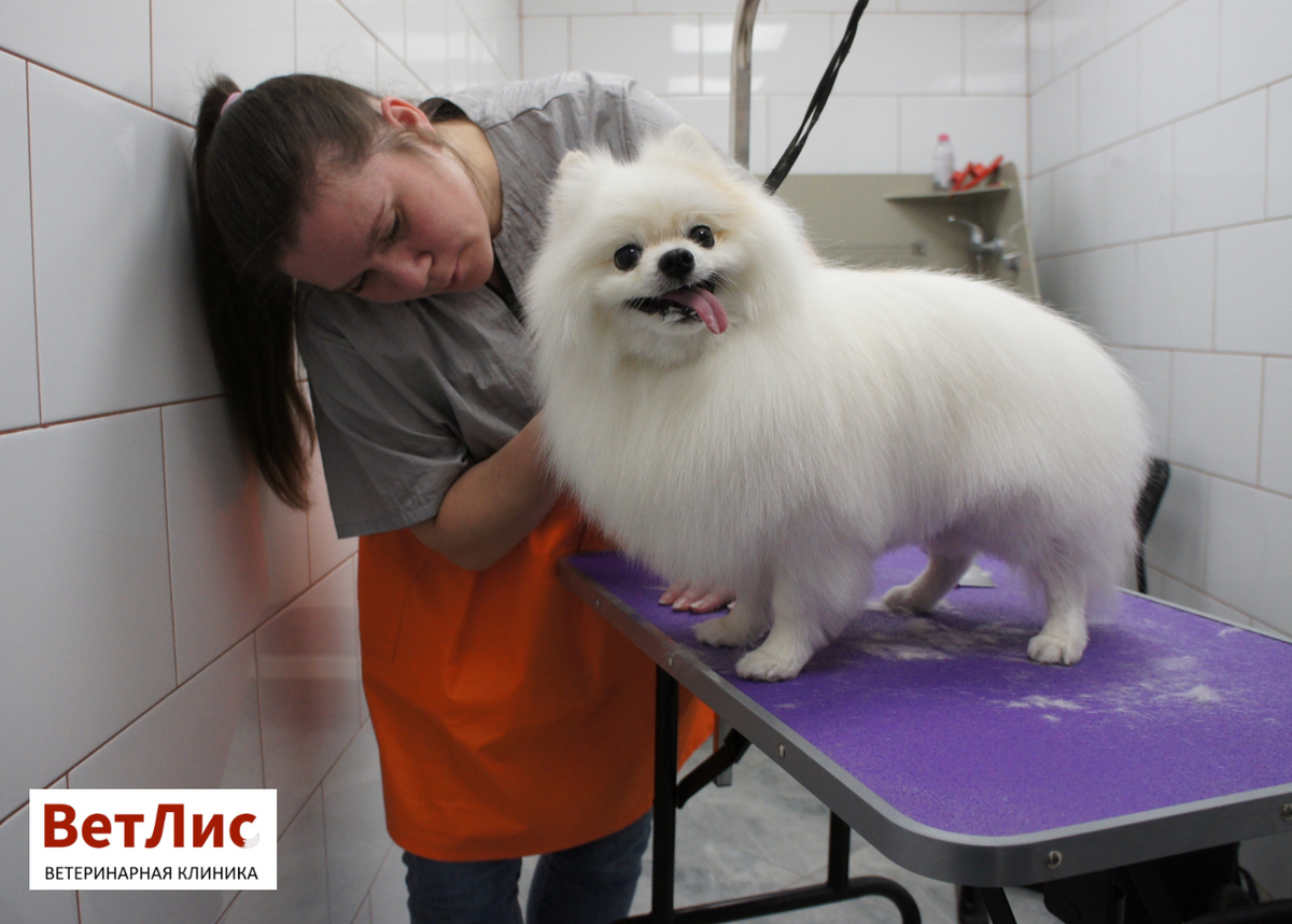 В кабинете грумера ветеринарной клиники «ВетЛис»