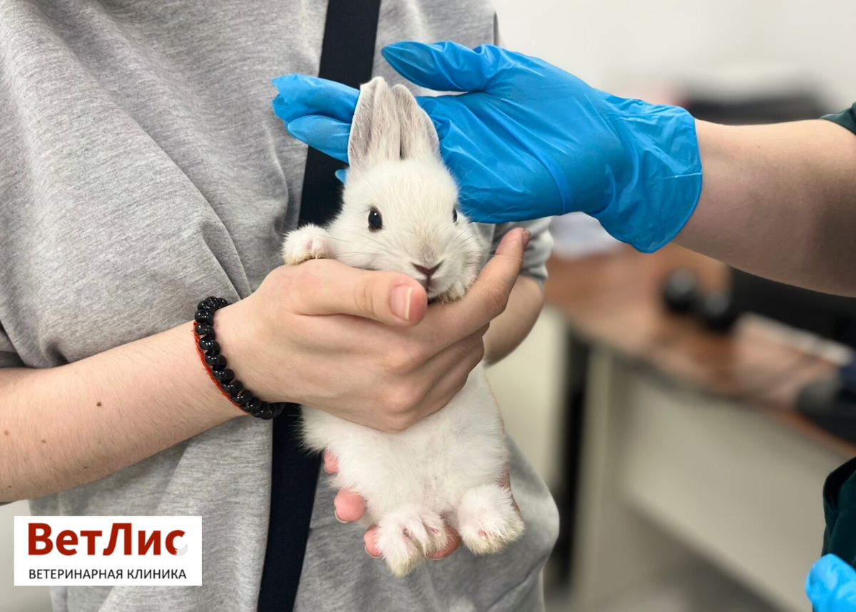 Декоративный кролик на приёме у ратолога в «ВетЛис»