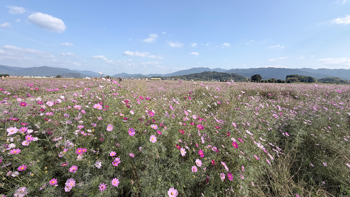 Фото автора. Тут находилась первая столица Фудзивара-кё