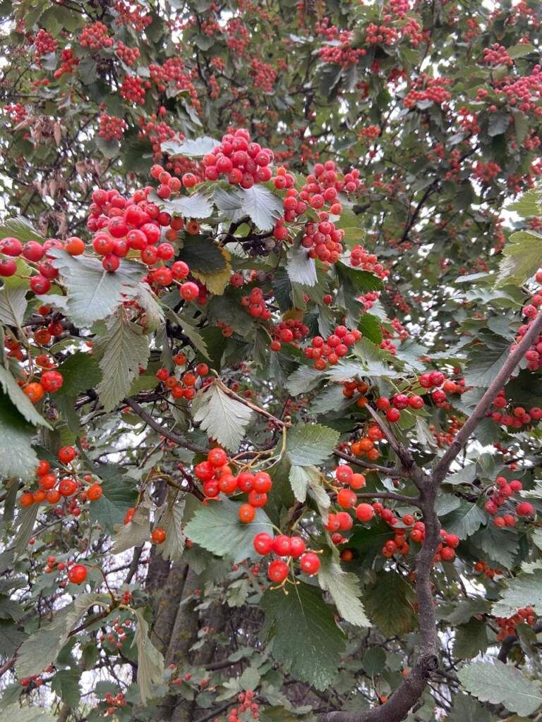    Фото Елены Меркуловой Валерия Стальная