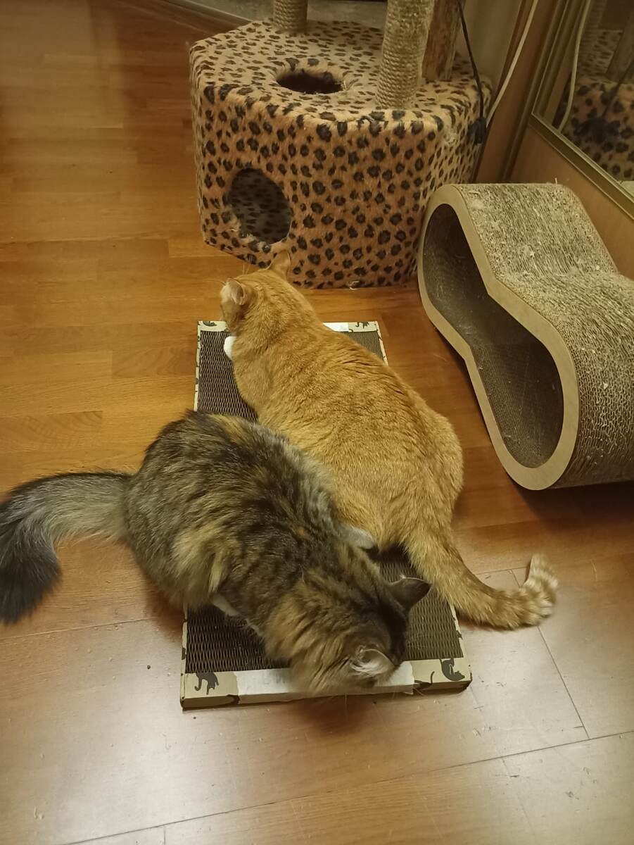 Примостились)) 