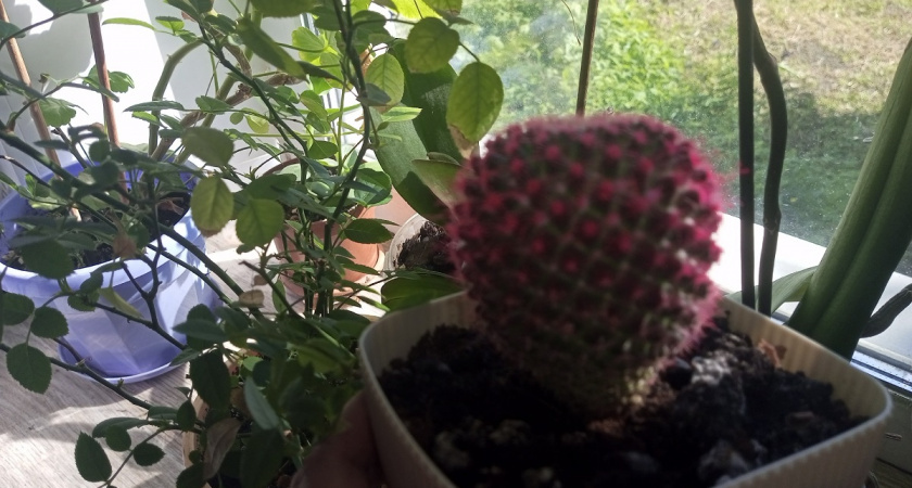    В домашних цветах завелись мошки: даем бой надоедливым насекомым - исчезнут влет