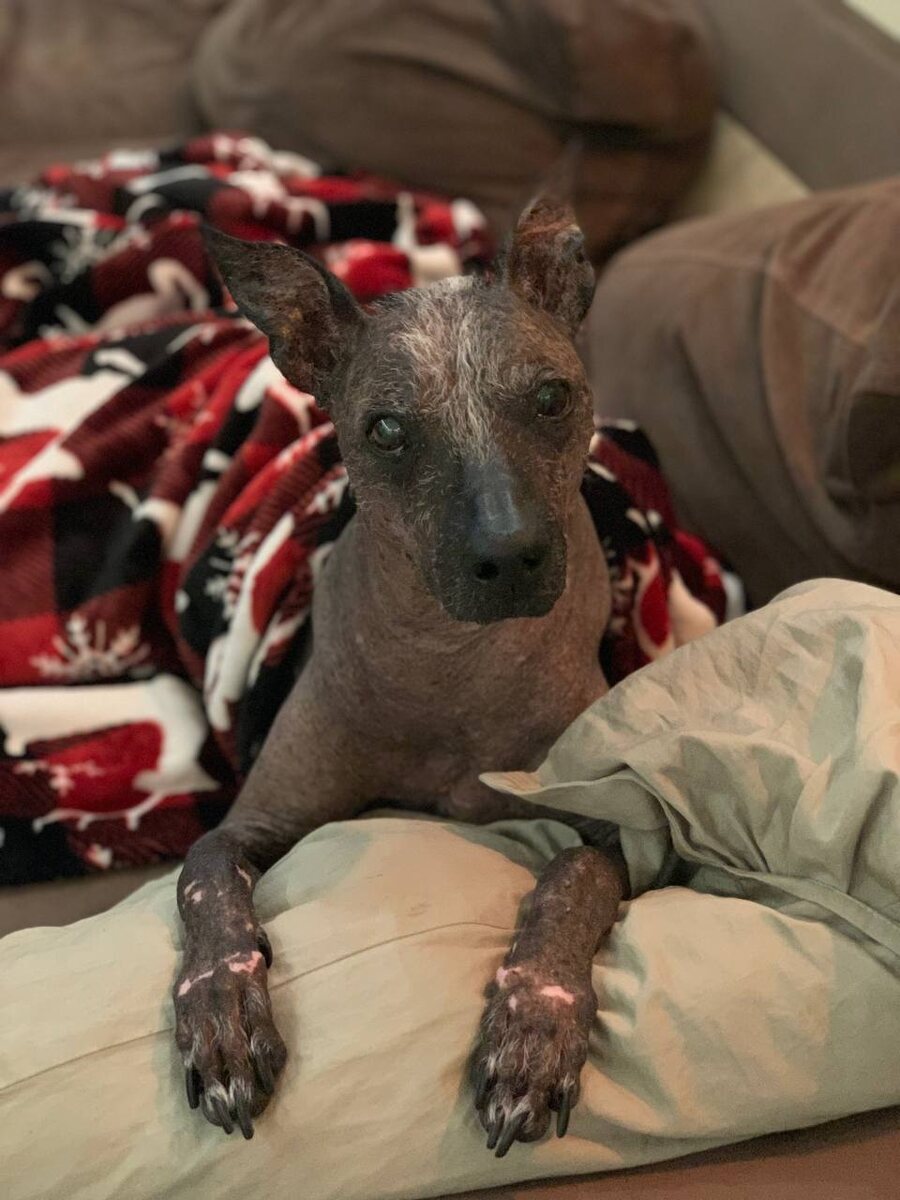 Мой ласковый и нежный зверь!