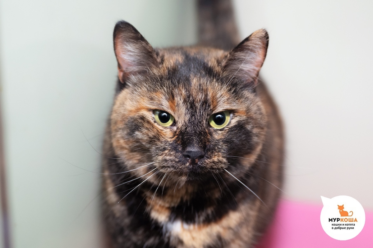 Соль была найдена на улице, уезжала домой и вернулась в Центр помощи кошкам «Муркоша».