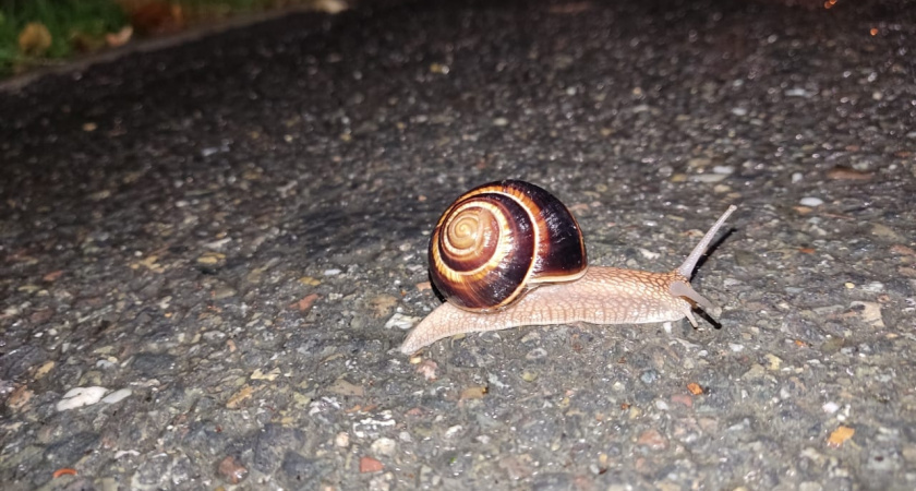    Дедовский метод против слизней: утром огород был чист - без химии, только копеечные компоненты