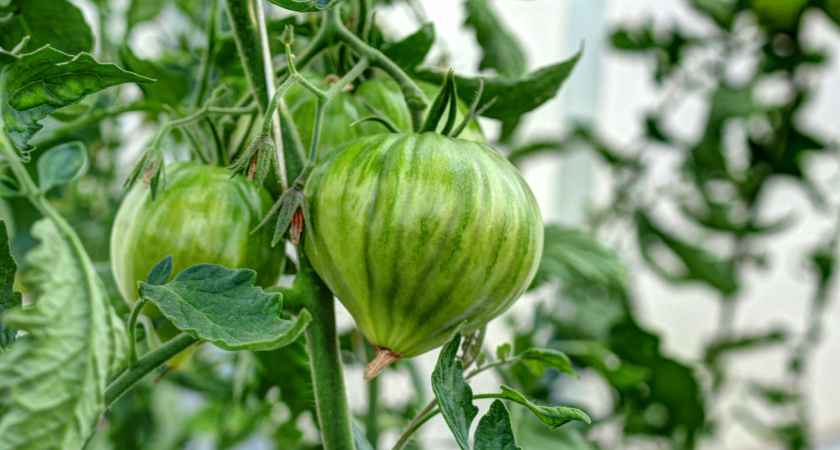    Мечта каждого дачника: 4 сорта томатов, которые не требуют особого ухода – с кв.м. собрали 5,5 кг