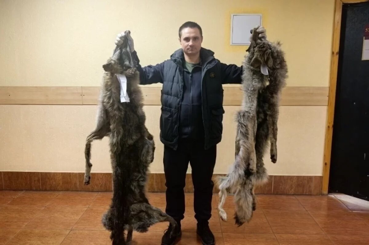    Прием шкур волков продлится до 1 декабря в Забайкалье