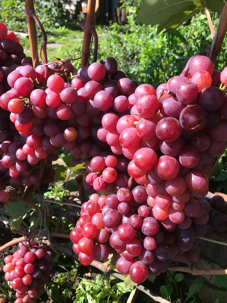 Виноград Новошахтинский фото 10 сентября 2024 г. 