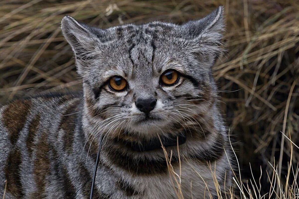 Андская кошка - самый малоизученный хищник нашей планеты