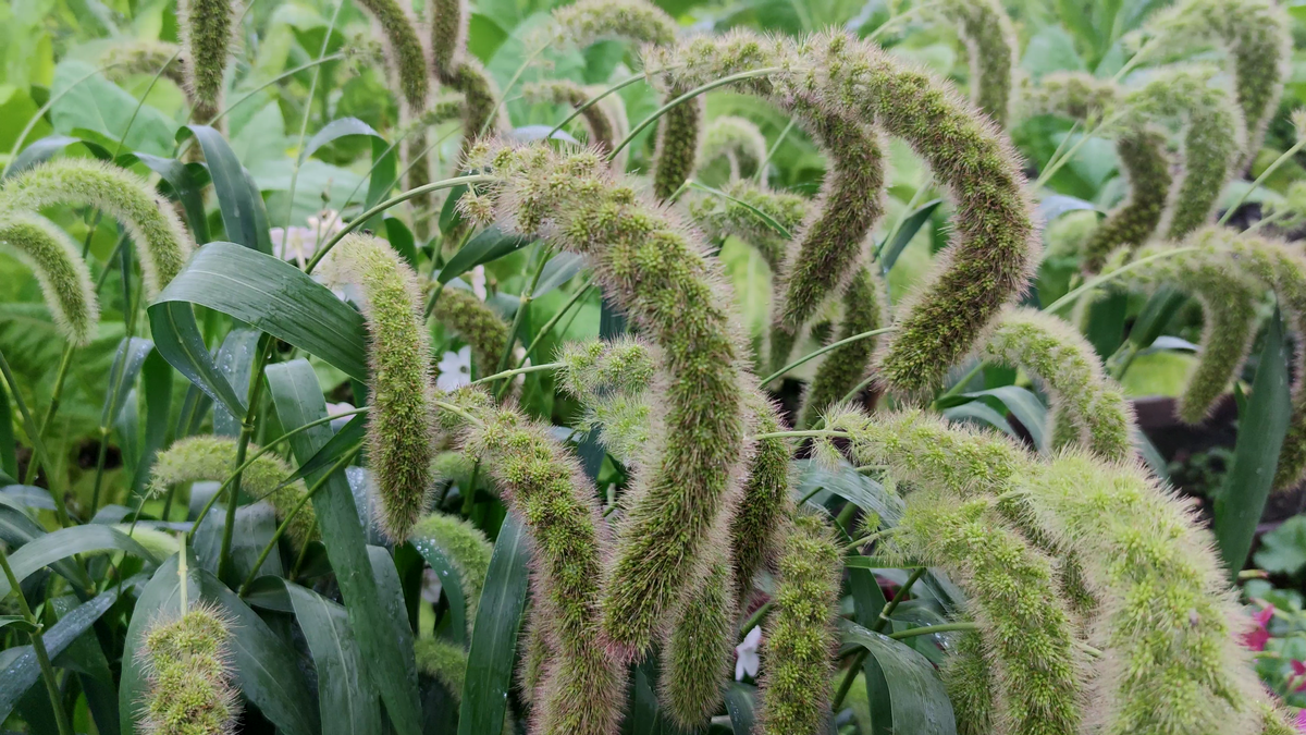 Щетинник (лат. Setaria)