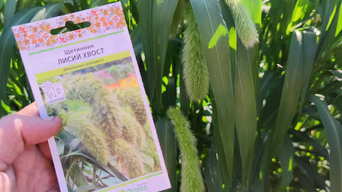 Щетинник (лат. Setaria)