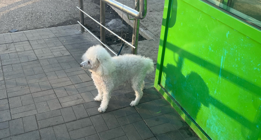    Пятилетней девочке в Иркутской области присудили компенсацию за укус собаки