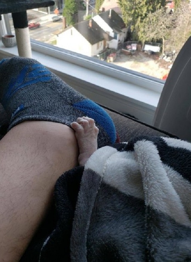 Лапка сфинкса.