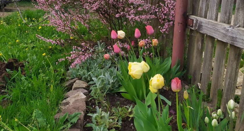    Ваша дача будет раем: 1 однолетник затмит соседские клумбы — сеем сейчас, весной восхищаемся