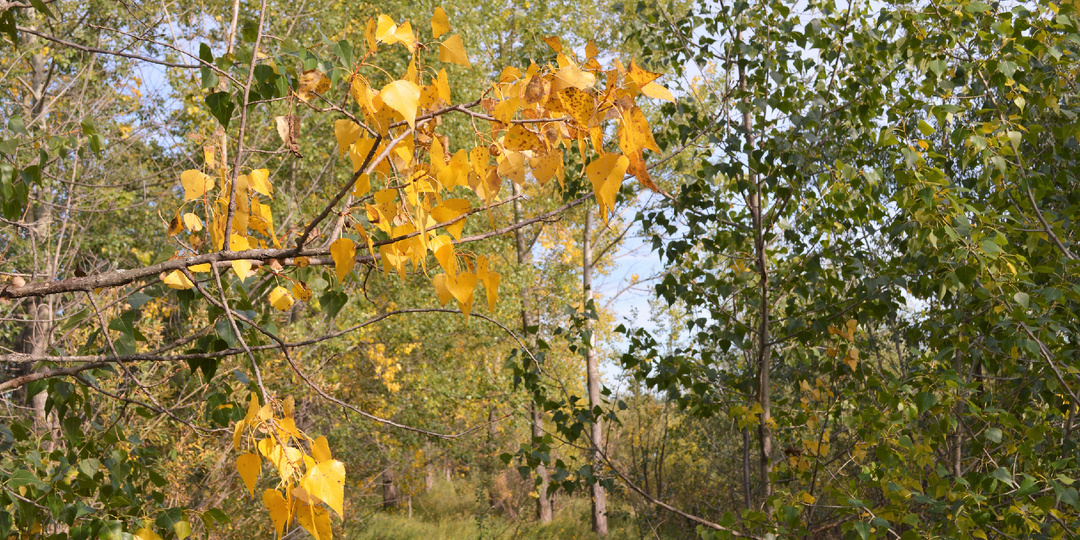 Беременность, пьяный муж, ни копейки в кармане