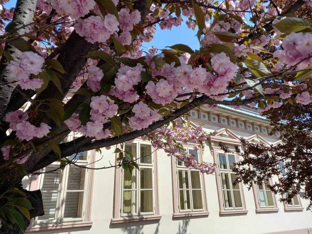 Семейный дом, в наши дни - галерея художника в Шиде