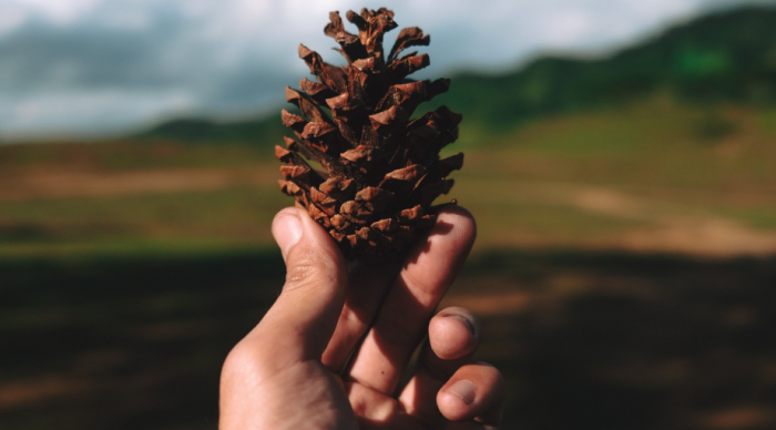 После гусеницы человеку в кедровой шишке уже нечего искать / Фото: pxhere.com