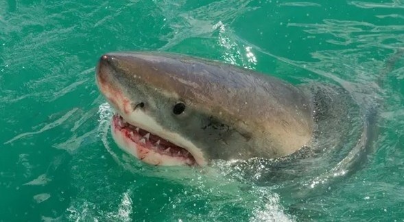 Белые акулы иногда выныривают, приподнимая голову над поверхностью воды, чтобы оглядеться в поисках добычи. Предполагают, что таким образом они лучше улавливают запахи: в воздухе они распространяются быстрее, чем в воде