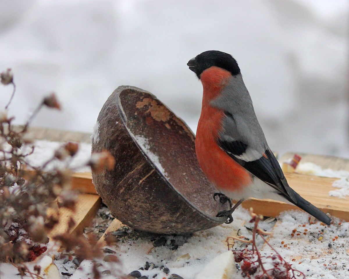 Пустая?! 
Товарищи! Снегирям на кормушке не докладывают семечек!!!
2021г.