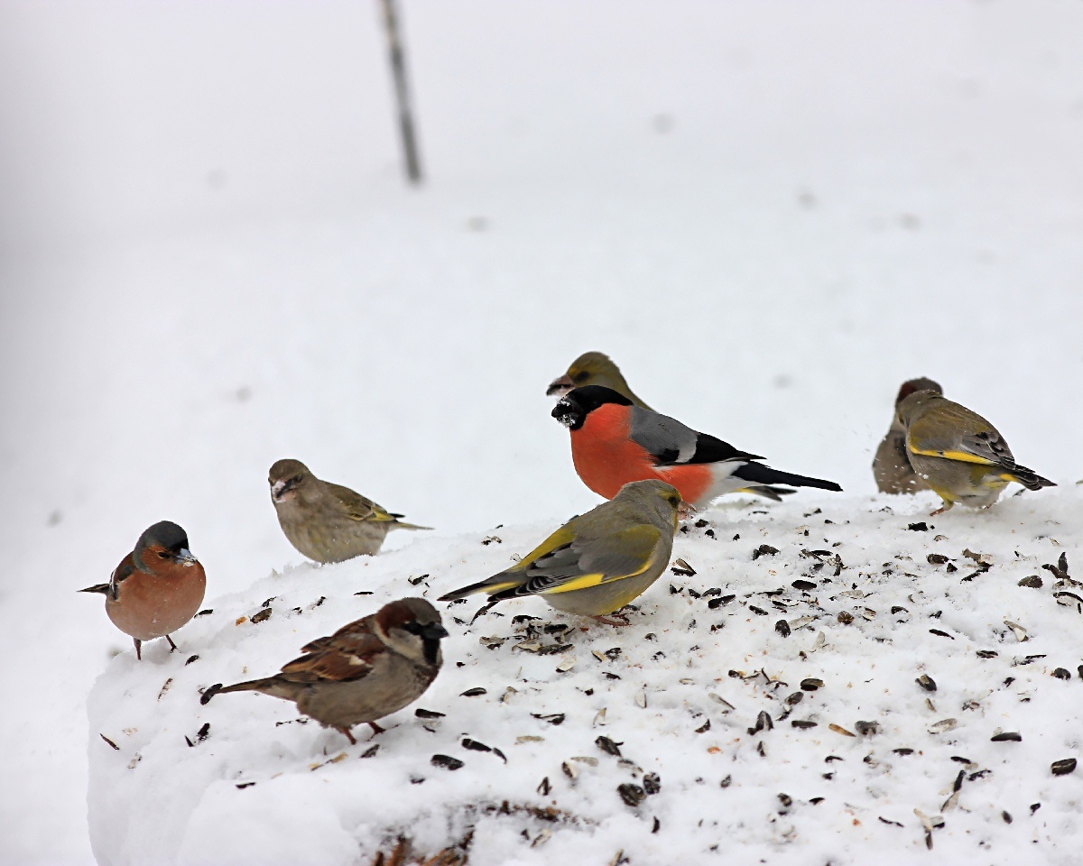 То и дело мелькает снегирь красным фонариком на разных кормушках. И никто красногрудому здесь не указ, важно разгуливает среди скромных зябликов, смело трётся в толпе задиристых зеленушек
