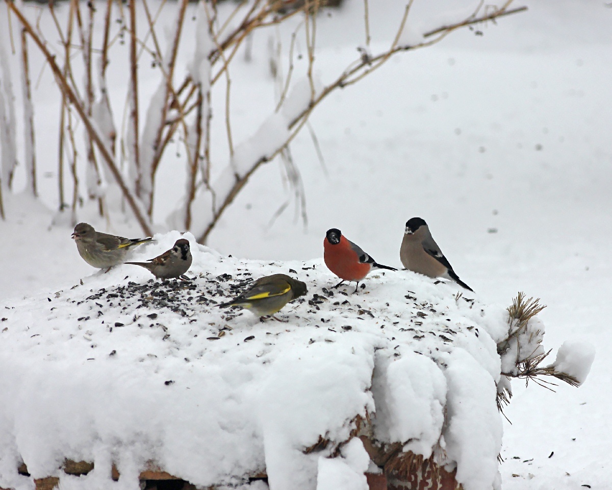 Среди серо-зеленой толпы воробьев, зеленушек и зябликов своей яркой внешностью выделяется #Снегирь. Только он с подругой кормятся у нас постоянно.