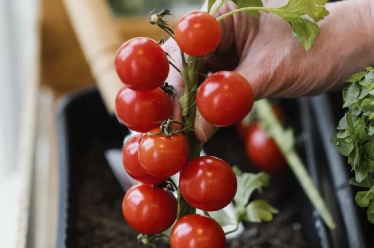    Помидоры прекрасно чувствуют себя при искусственном освещении