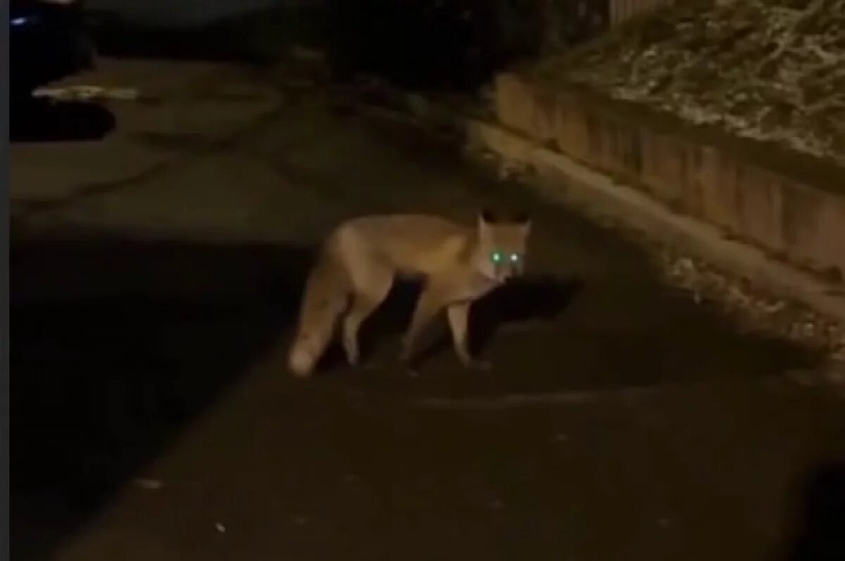    В трех районах Новосибирской области введен карантин из-за бешенства