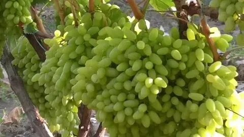 Яндекс фото