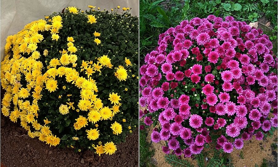 Как размножить хризантему черенками осенью за 7 шагов — мой опыт с фото