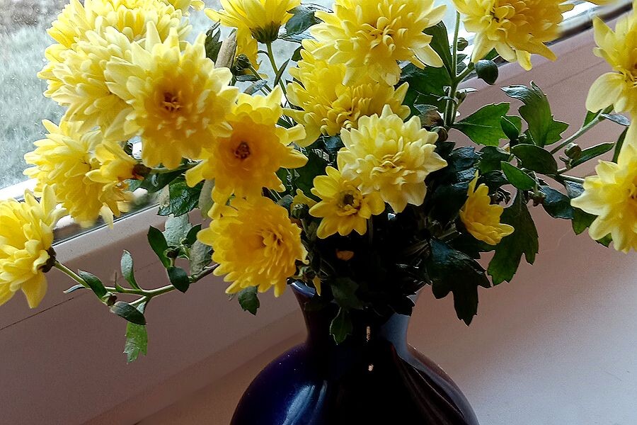 Срезала 5 черенков и поставила букети в вазочку с водой.