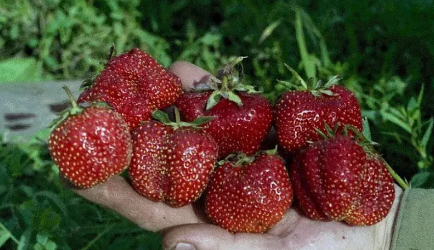 Самые урожайные сорта клубники, которые за много лет хорошо себя зарекомендовали