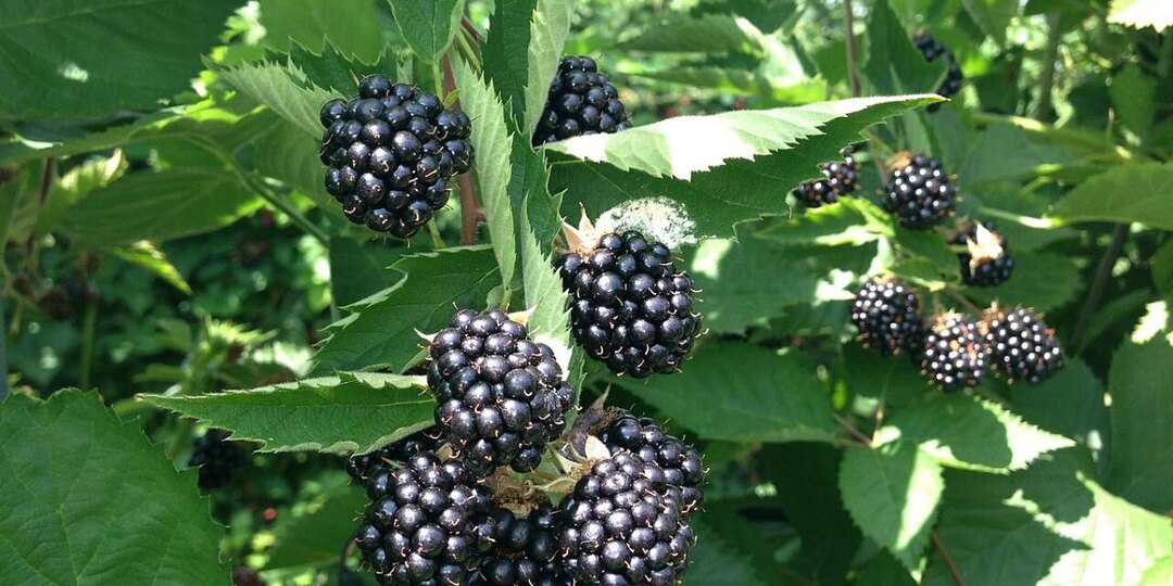 Зачем садоводы прячут кусты под кровати: неожиданный способ зимнего укрытия ежевики