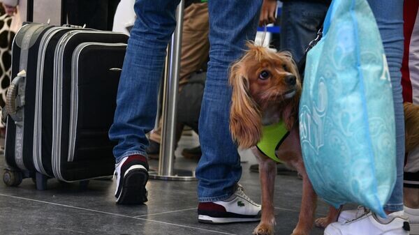    © Sputnik / Александр Патрин