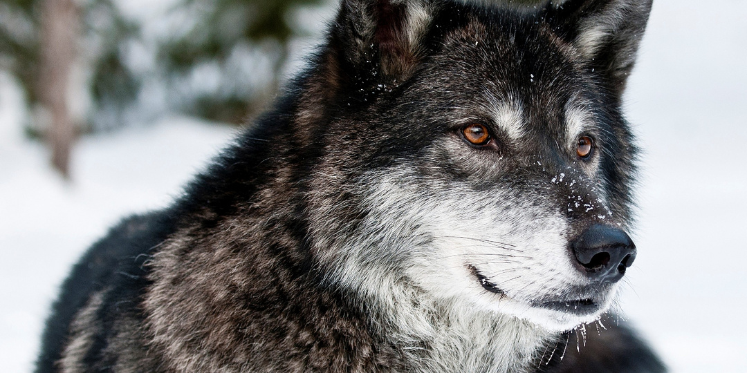 Сценарий «ШКУРА ВОЛКА»