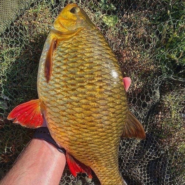 Краснопёрка. Фото с просторов интернета 