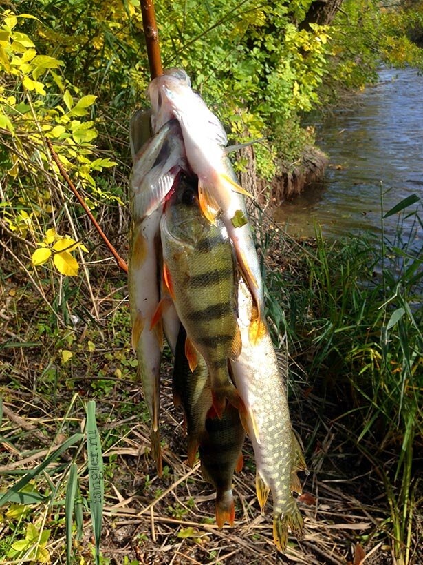 Просто пример. Фото с просторов интернета 