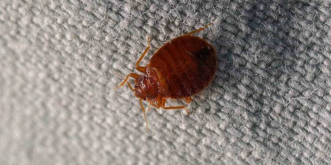 Как избавиться от постельных клопов и их укусов: все средства