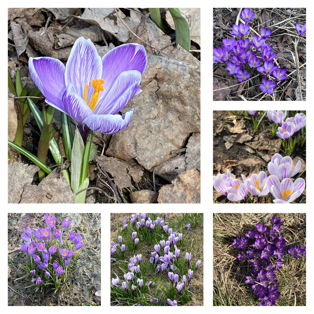 Весной здесь можно увидеть крокусы. Фотография автора.